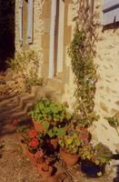 Potted plants in Michèle Roberts garden